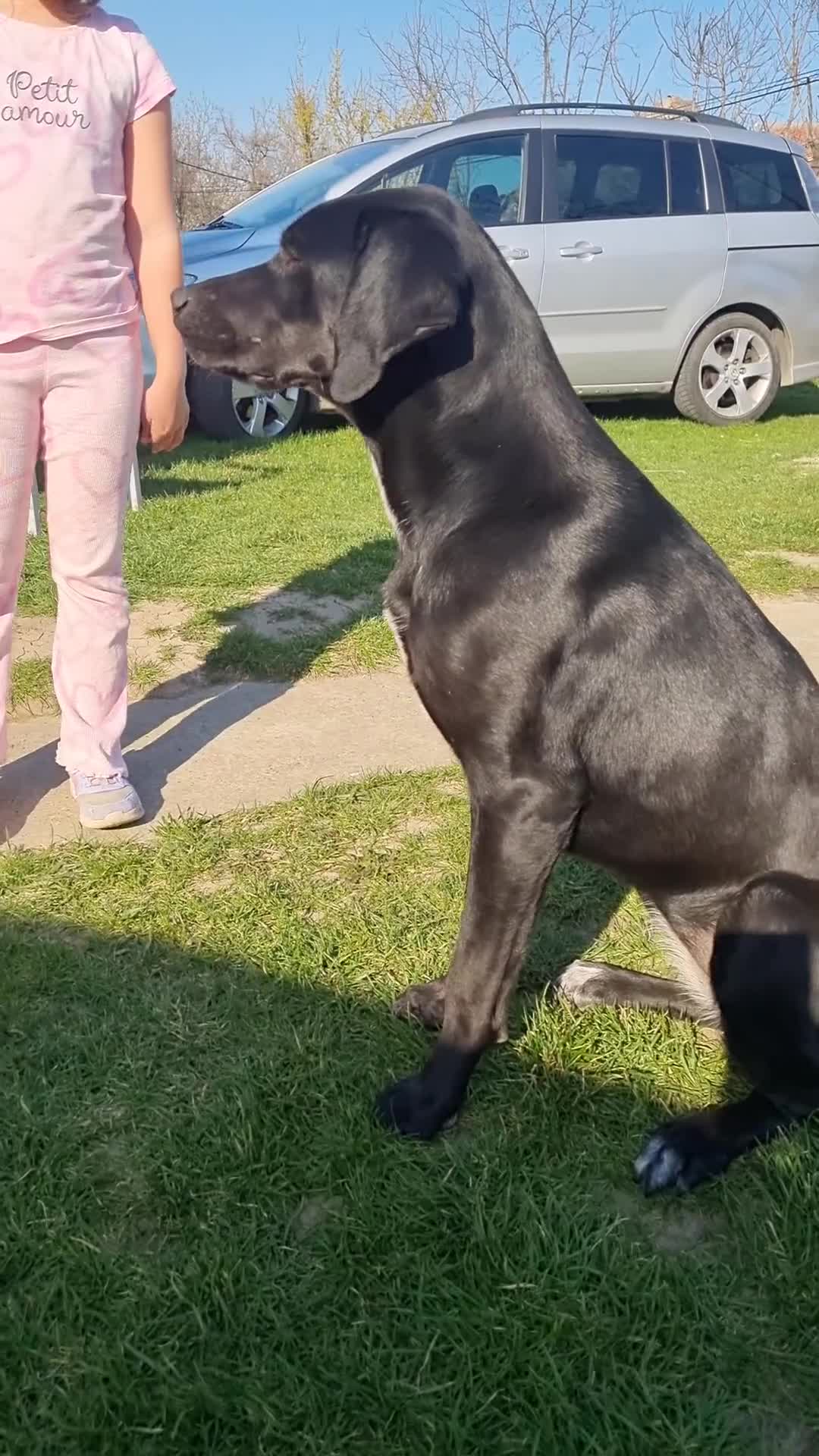 Pointer dogs for adoption: Donna – Beautiful English Pointer Cross - Video 1