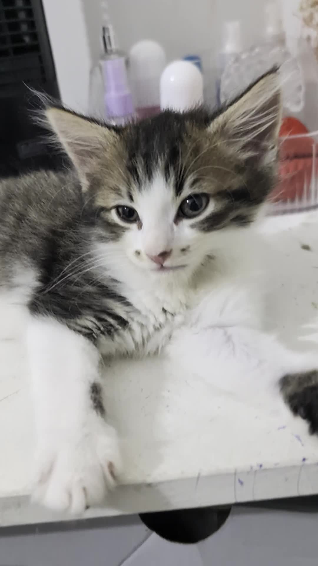 Mixed Breed cats for sale: Ready now - Video 1