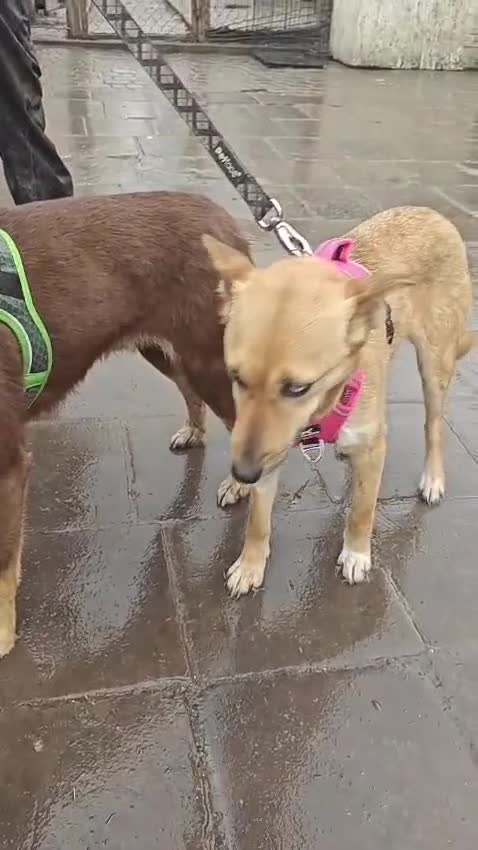 Mixed Breed dogs for adoption: 💙🐶 KAI & ❤️🐶 GERDA– LIKE IN A FAIRY TALE in Burton-on-Trent - Video 1