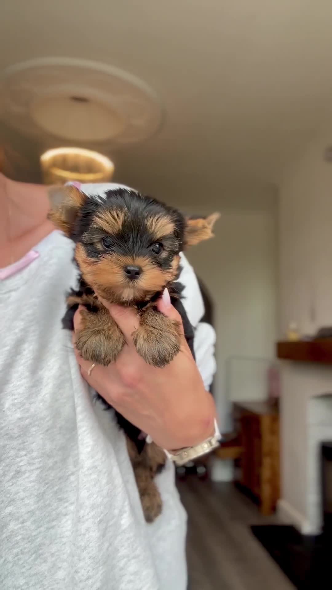Yorkshire Terrier dogs for sale: Outstanding Show Quality RKC Registered Puppies - Video 1