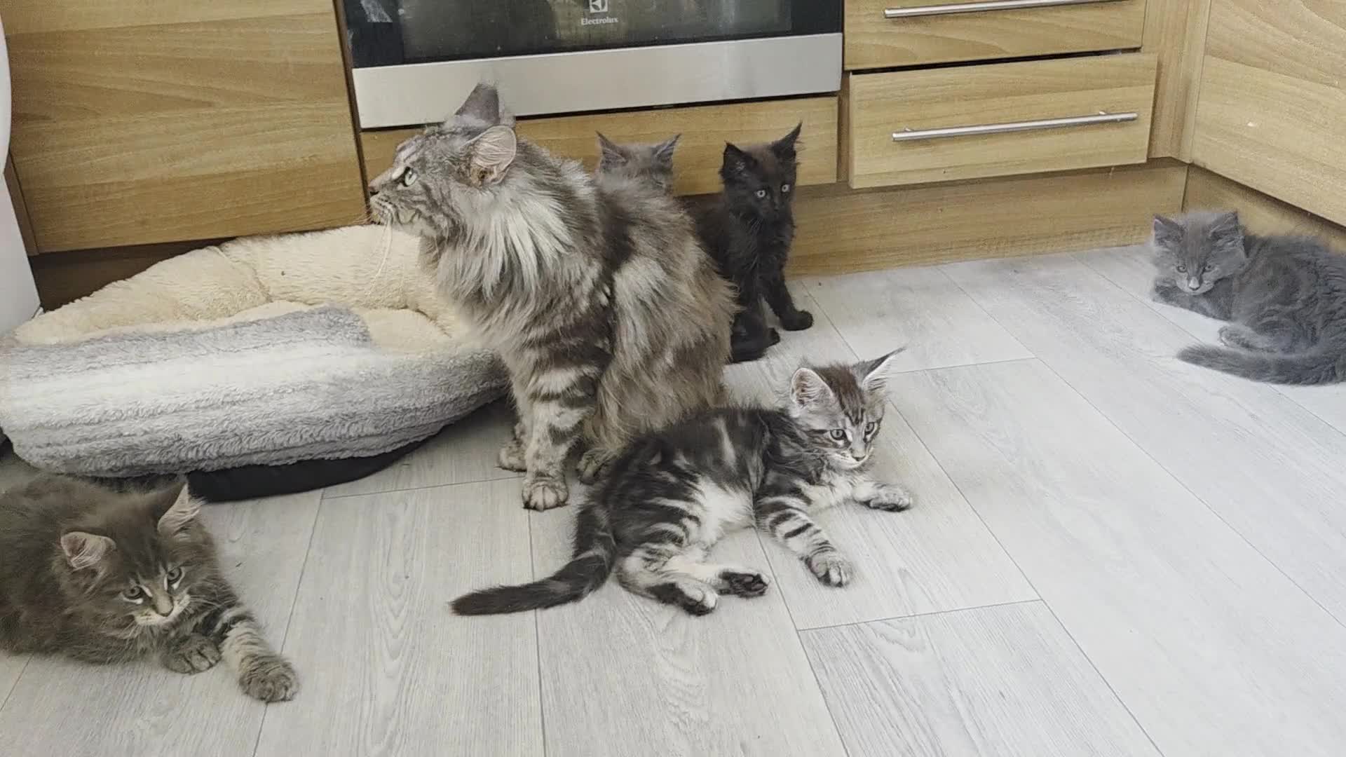 Maine Coon cats for sale: TICA REGISTERED MAINE COON KITTENS - Video 5