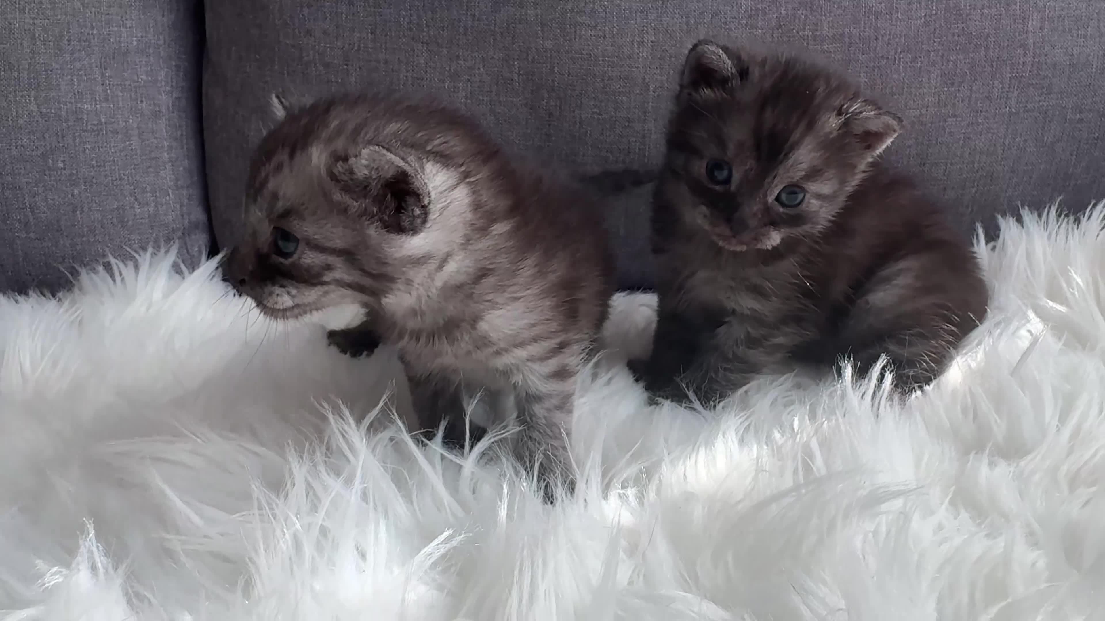 Egyptian Mau cats for sale: TICA Reg.Exceptional SILVER SMOKE EgyptianMAUxBeng - Video 1