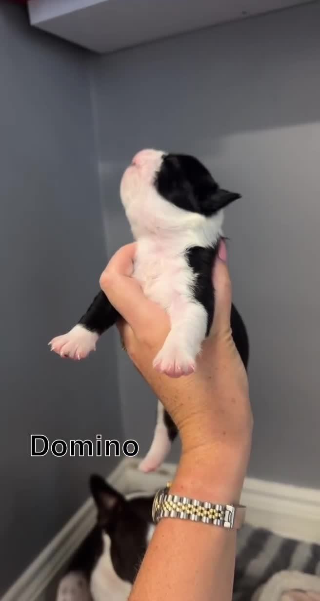 Boston Terrier dogs for sale: WILDAX Boston Terrier pups (2 girls left!) - Video 5