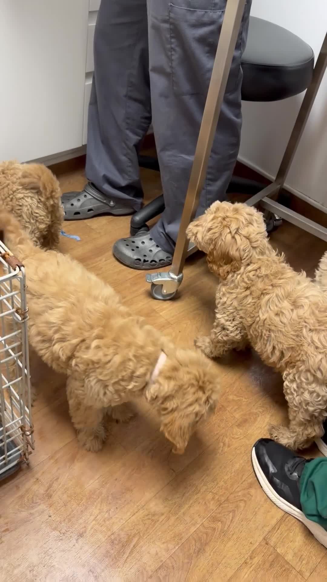 Labradoodle dogs for sale: Labradoodle  - Video 1