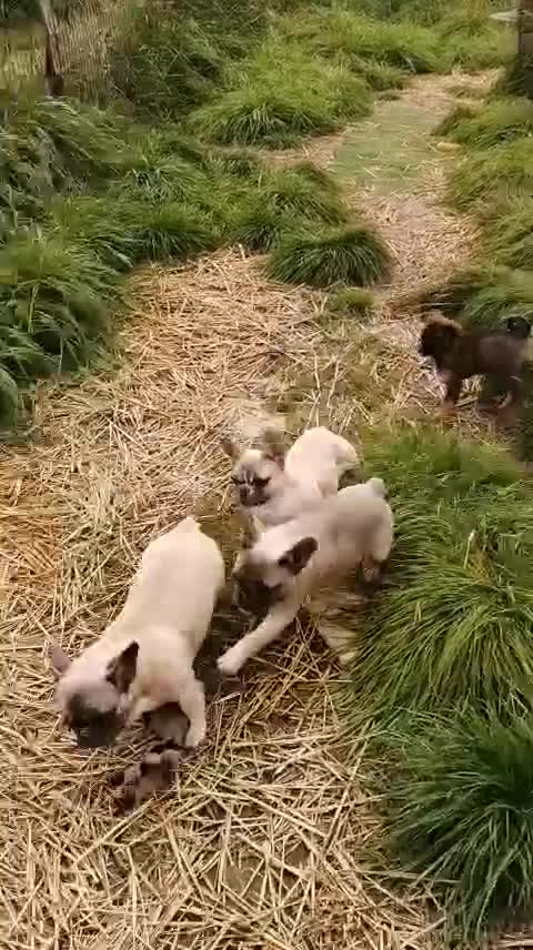 French Bulldog dogs for adoption: 💓🐶 MARGO, MISTY & MONTI💙 - Video 3