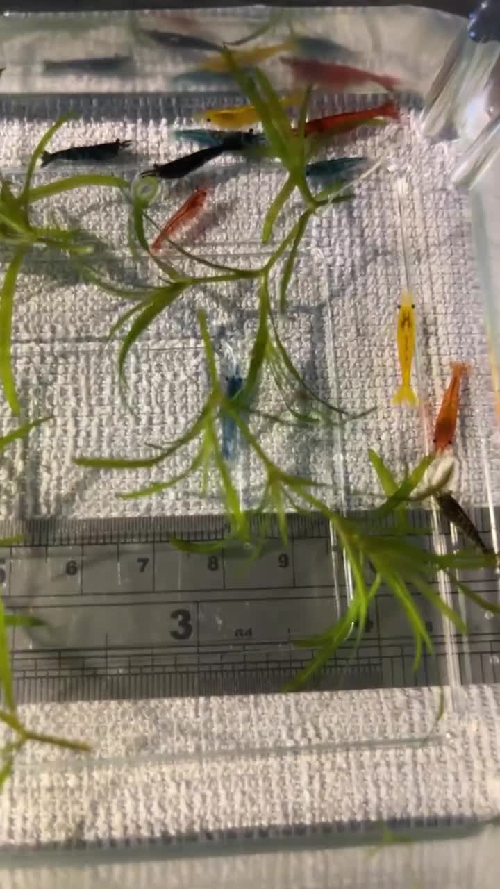 Shrimps fish for sale: Black, red, and yellow freshwater shrimp  - Video 2