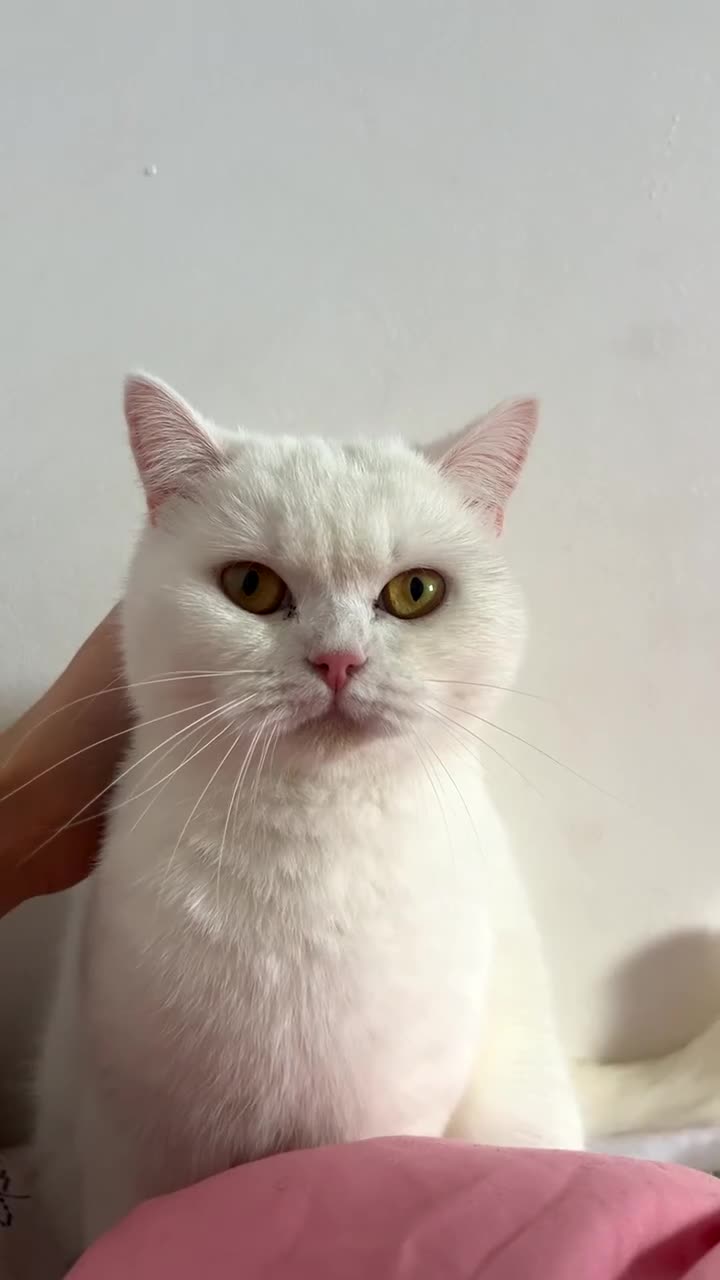 British Shorthair cats for sale: British short hair  - Video 1