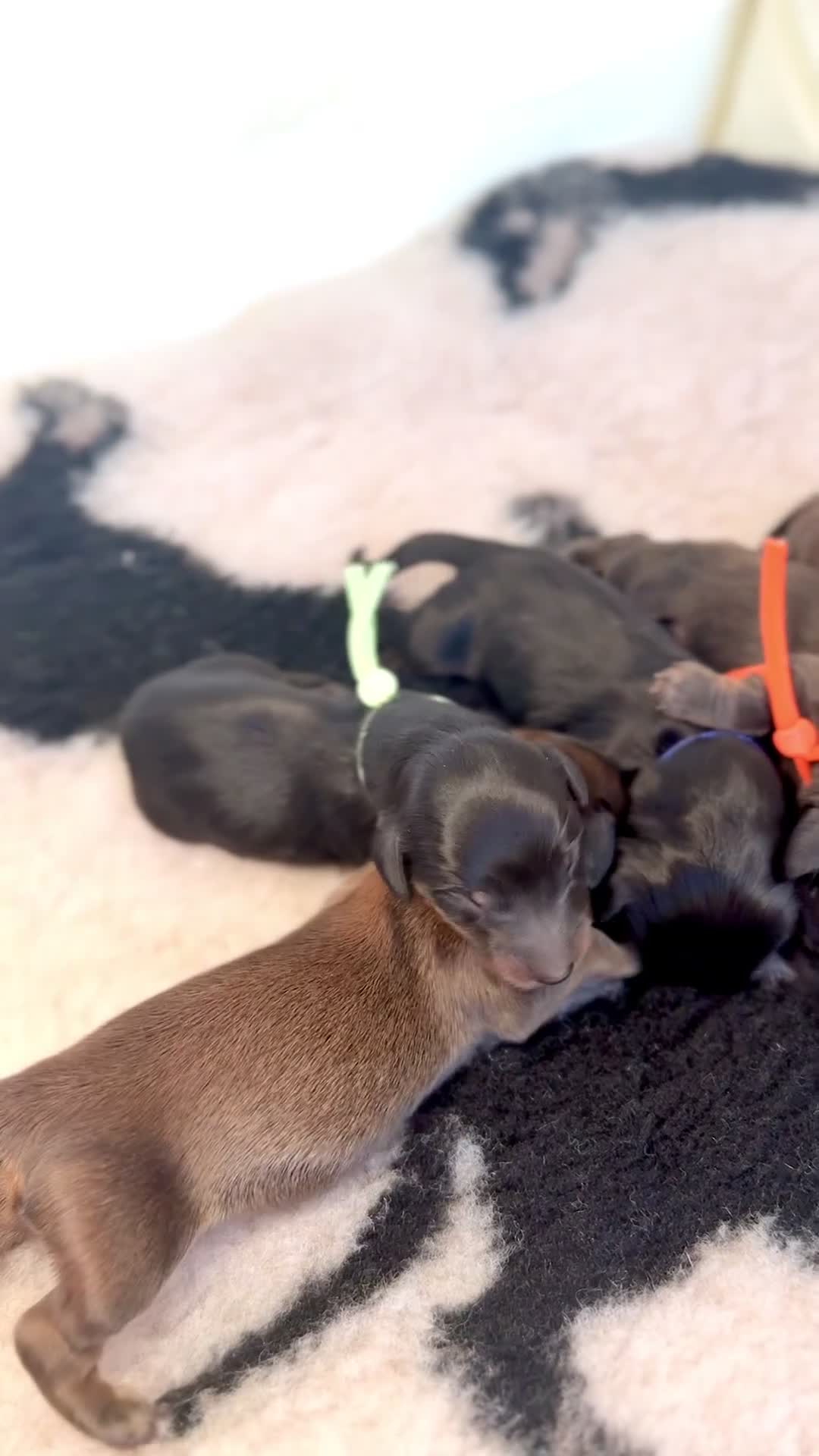 Miniature Dachshund dogs for sale: 🐾 KC Registered Long-Haired Miniature Dachshund - Video 1