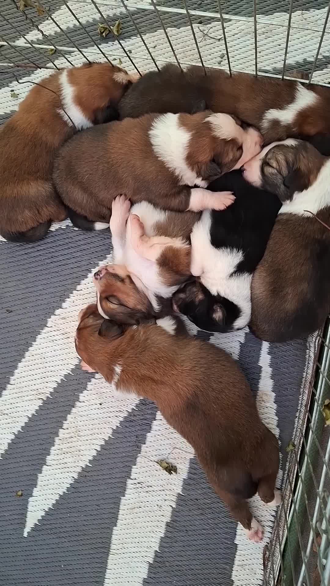 Border Collie dogs for sale: 7 border collie pups 🌟  - Video 3