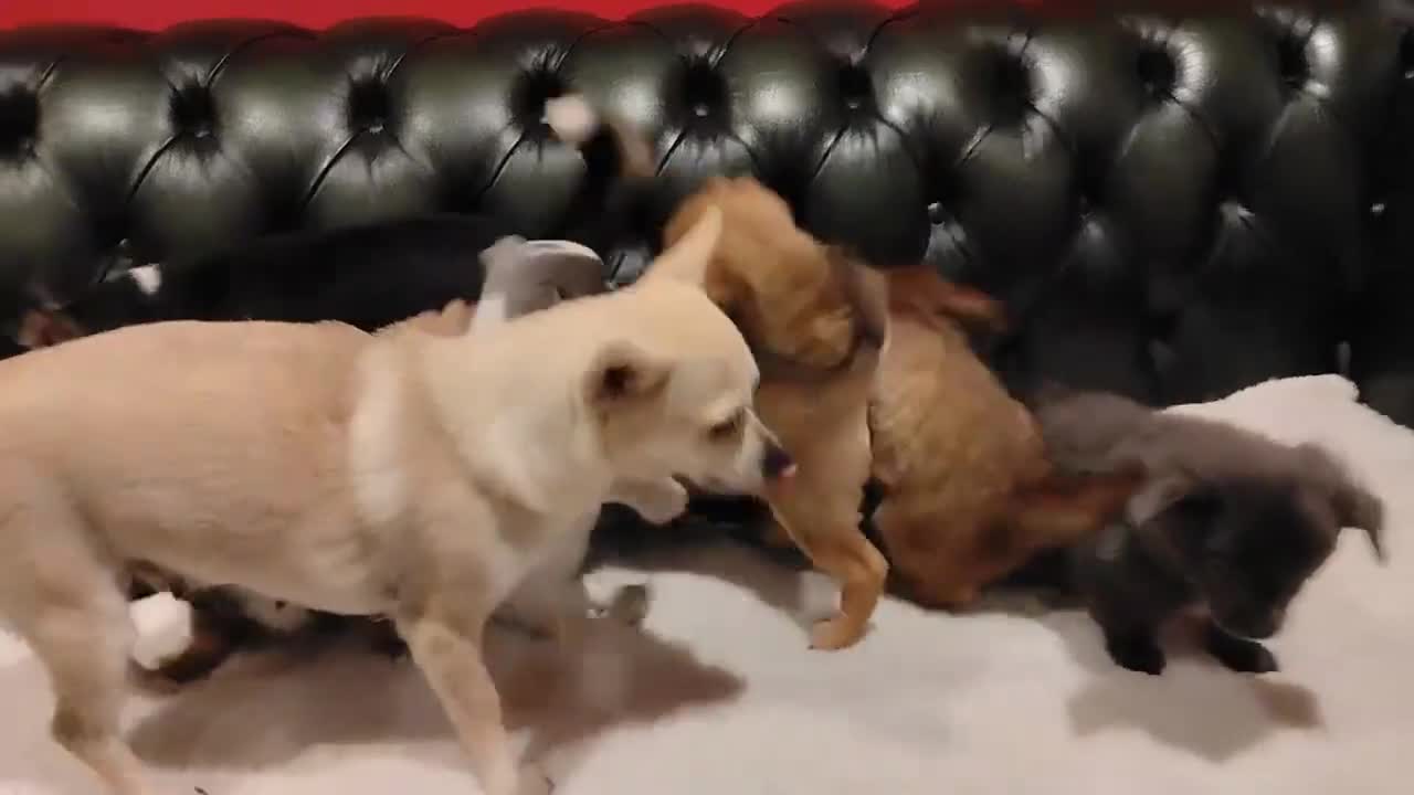 Chihuahua dogs for sale: Chihuahua Puppies for sale, Ready for loving homes - Video 1