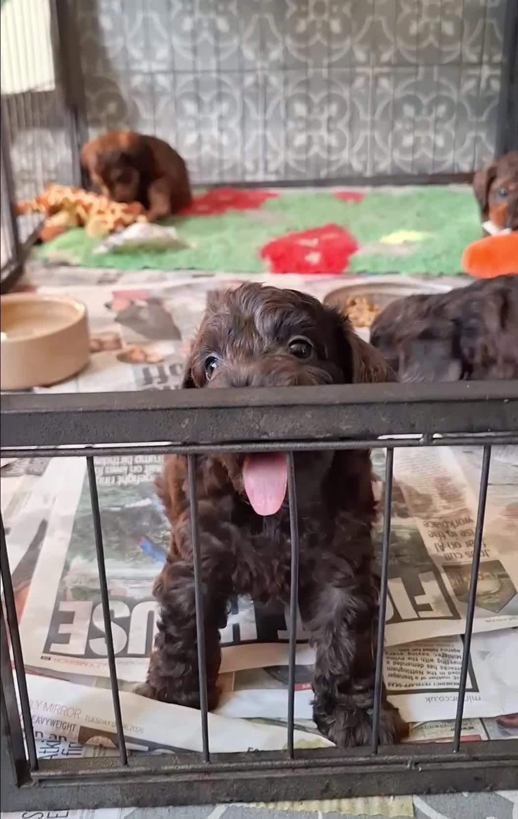 Miniature Dachshund dogs for sale: Gorgeous Mini-Wire Dachsund Doodle pups - Video 2