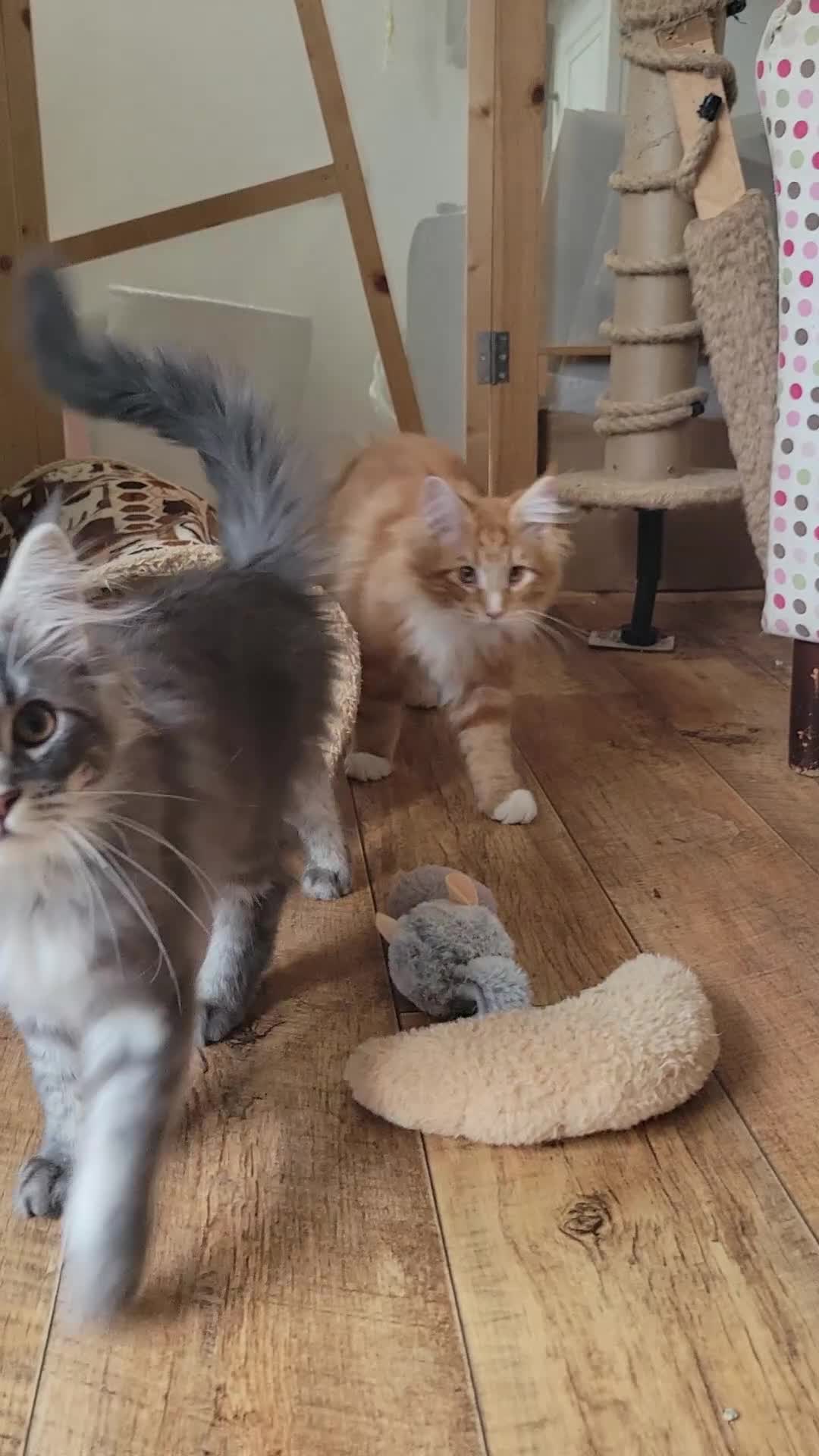 Maine Coon cats for sale: Orange & Silver Mainecoon Kittens in Leeds - Video 1