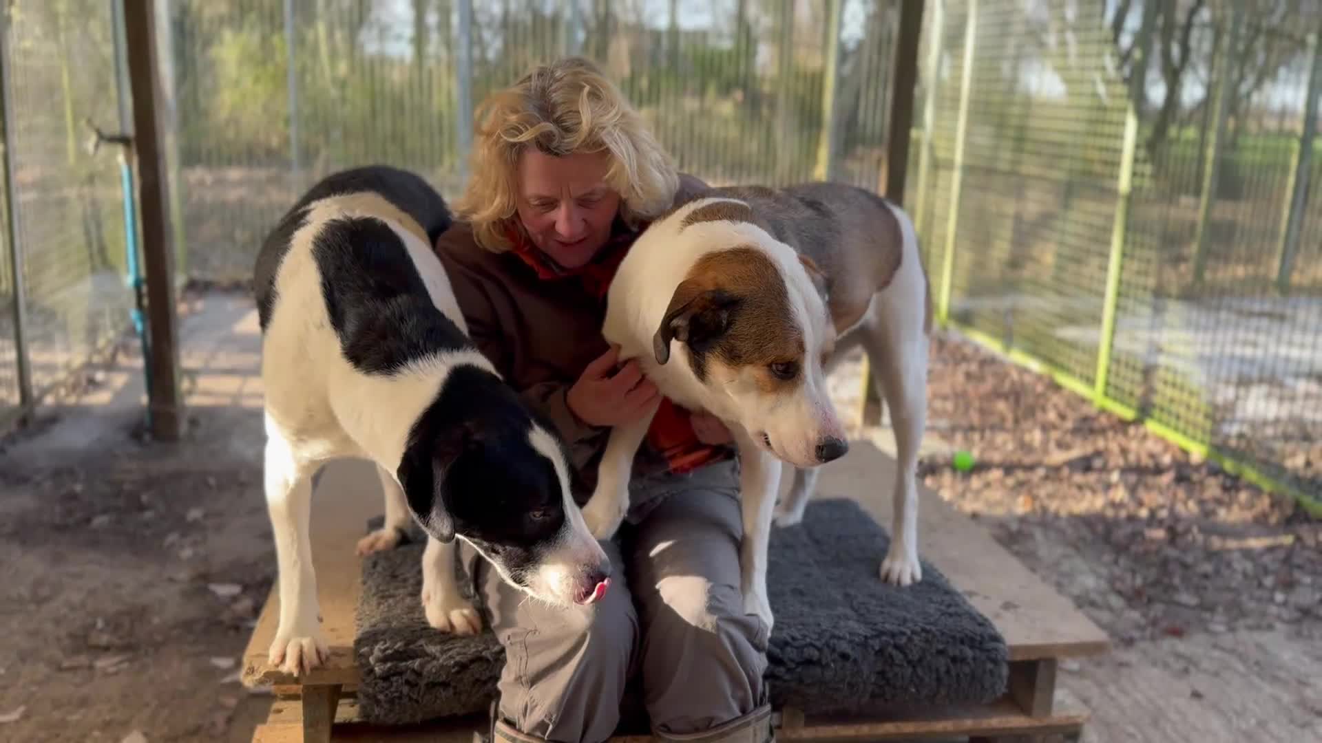 Mixed Breed dogs for adoption: LUCA – TWO YEARS WAITING FOR SOMEONE TO CARE 🐾 - Video 4