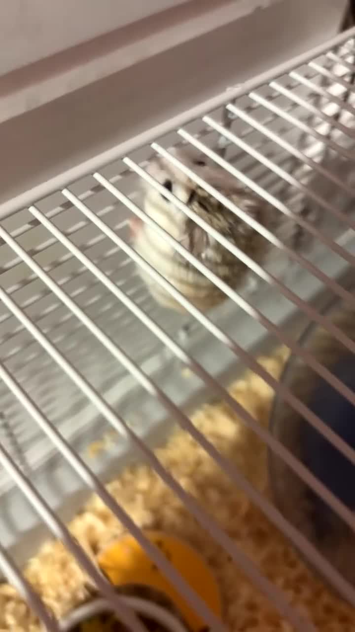 Hamster rodents for sale: Roborocski hamster  in Barnsley - Video 1