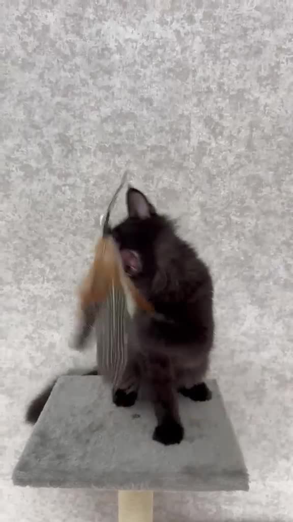 Maine Coon cats for sale: Stunning Purebred TICA Reg Maine Coon Kittens in London - Video 4