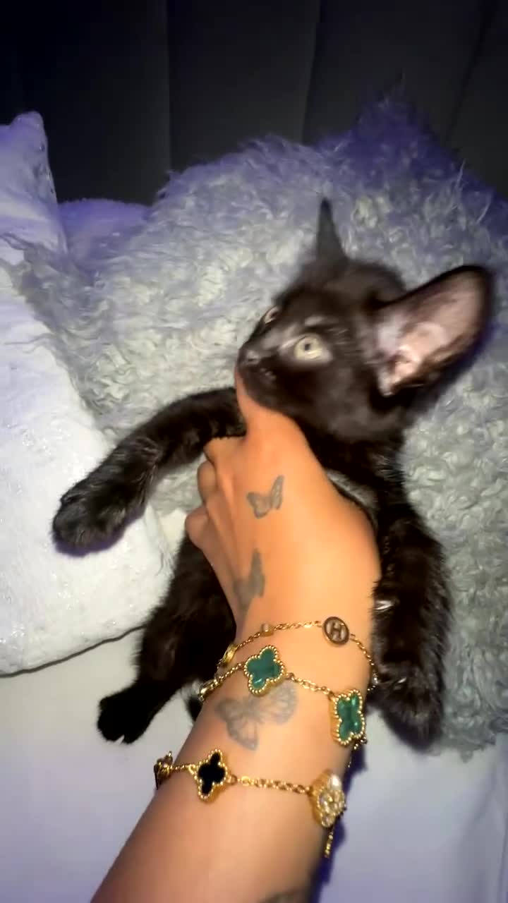 Mixed Breed cats for sale: 2 females left  - Video 4