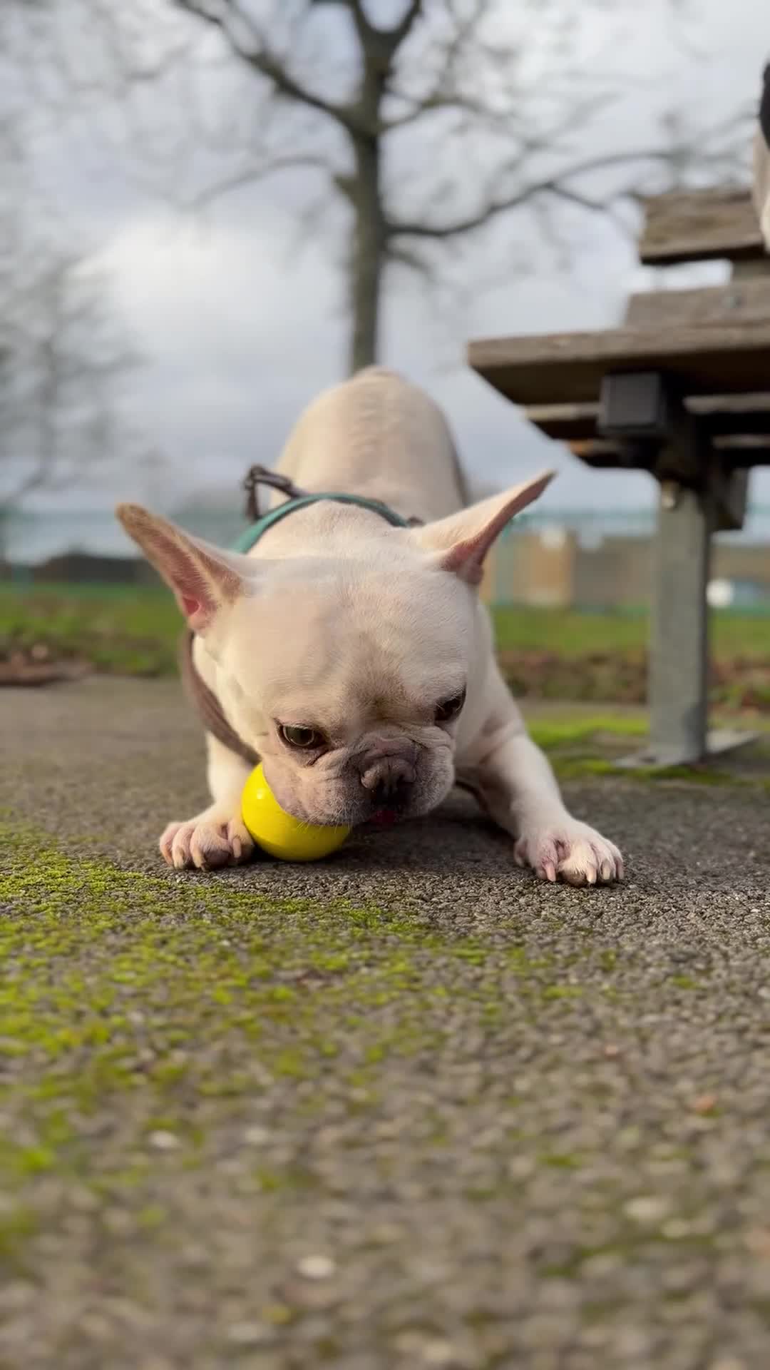 French Bulldog dogs for sale: Family dog in Basingstoke - Video 1