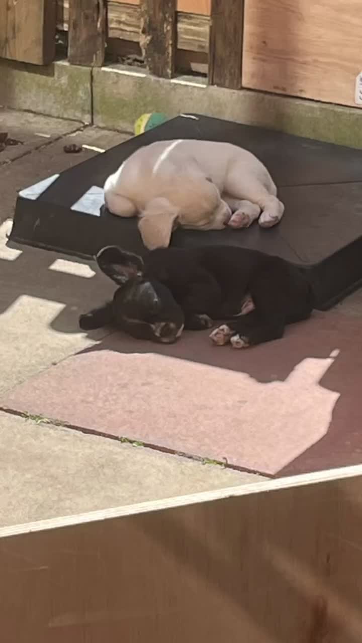 Mixed Breed dogs for sale: Boston cross frenchie - Video 1