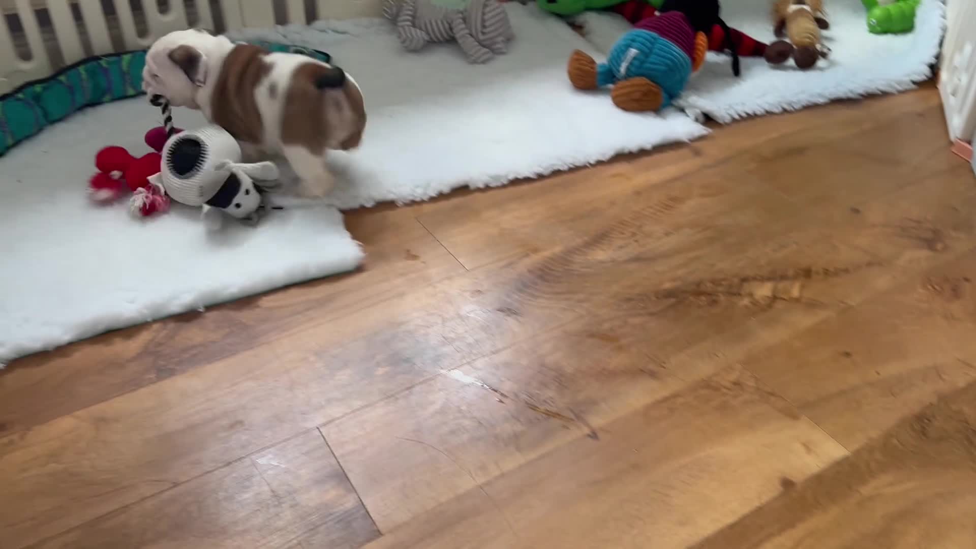 English Bulldog dogs for sale: Beautiful KC Reg Bulldog Puppies - Video 1