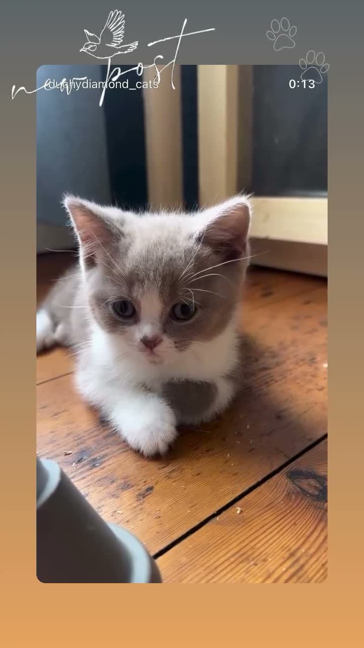 British Shorthair cats for sale: Beautiful GCCF kittens - Ready Now  - Video 2