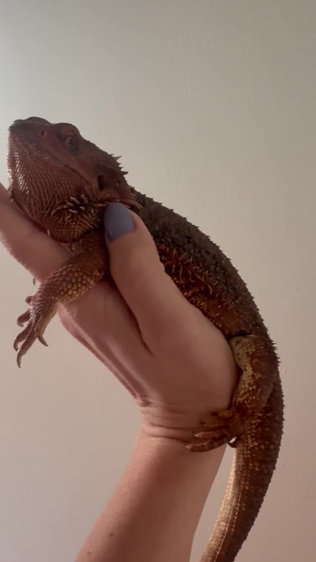 Bearded Dragon reptiles for sale: 100% red monster bearded dragon babies🐉 - Video 1