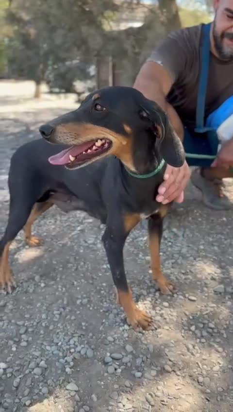 Mixed Breed dogs for adoption: Stella the sweet hound ready for adoption in Atherstone - Video 1