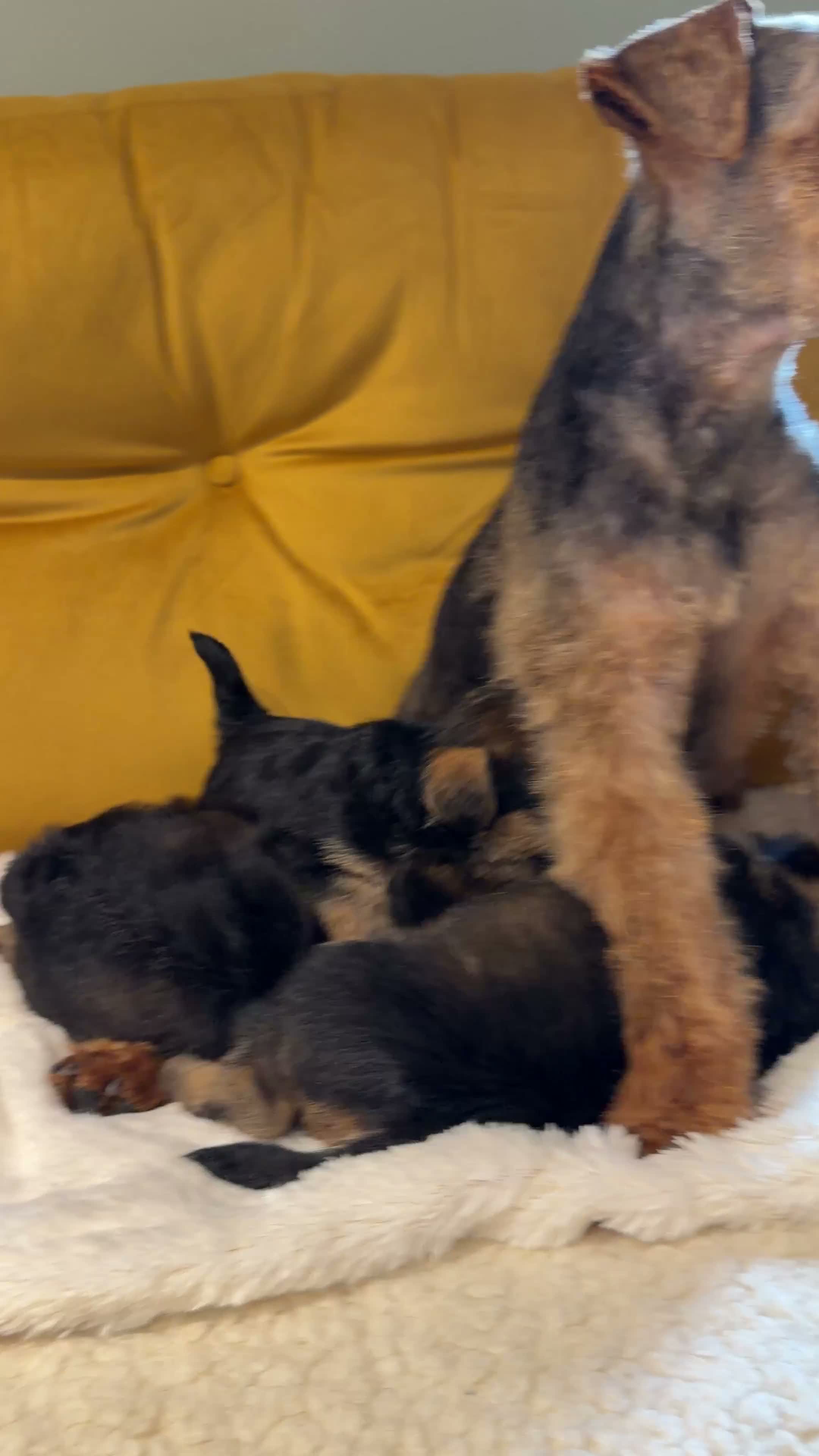 Welsh Terrier dogs for sale: Wawuzer puppies  - Video 1