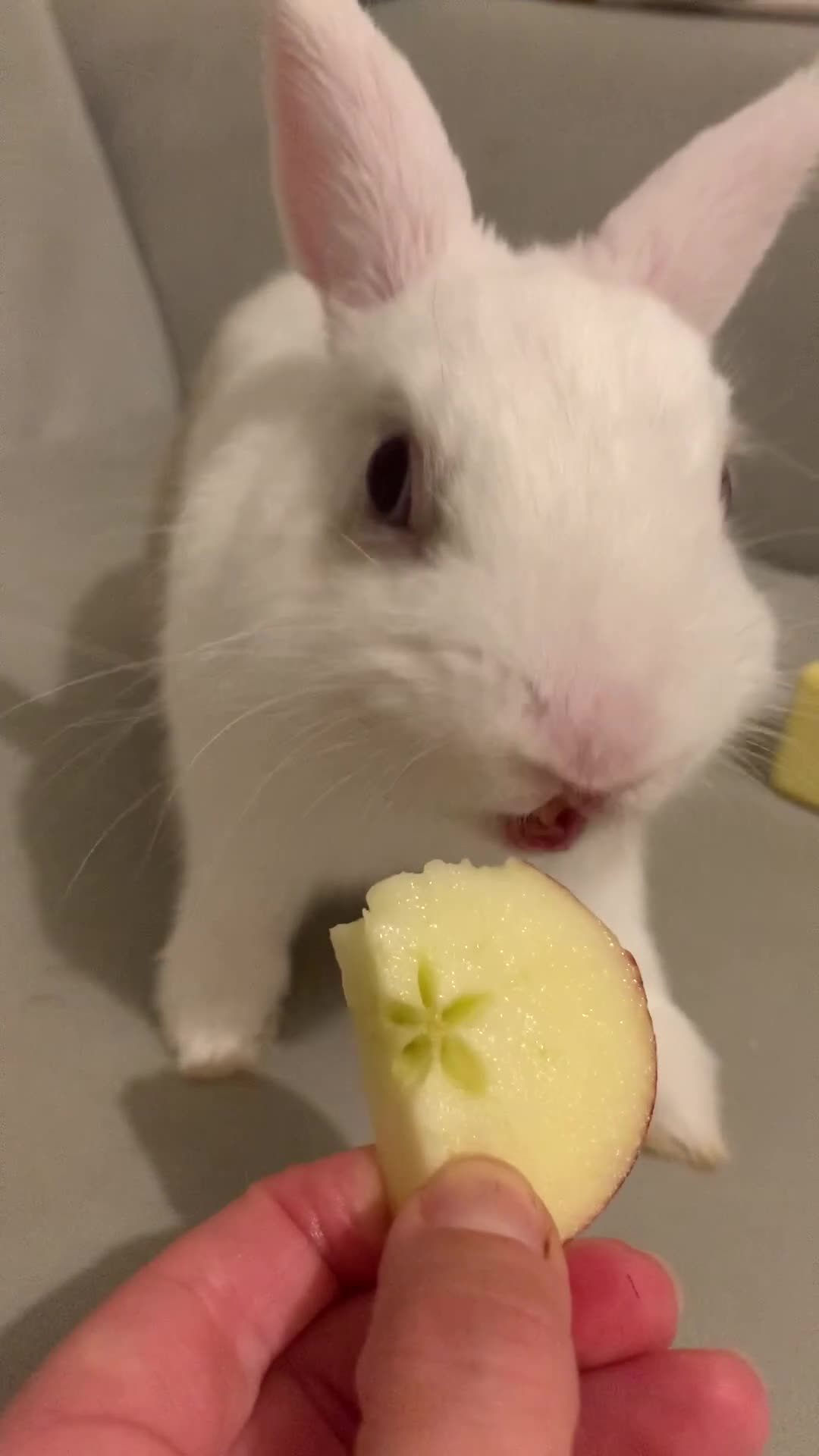 Rex rabbits for sale: Blue eyed white/beige rabbit - Video 1