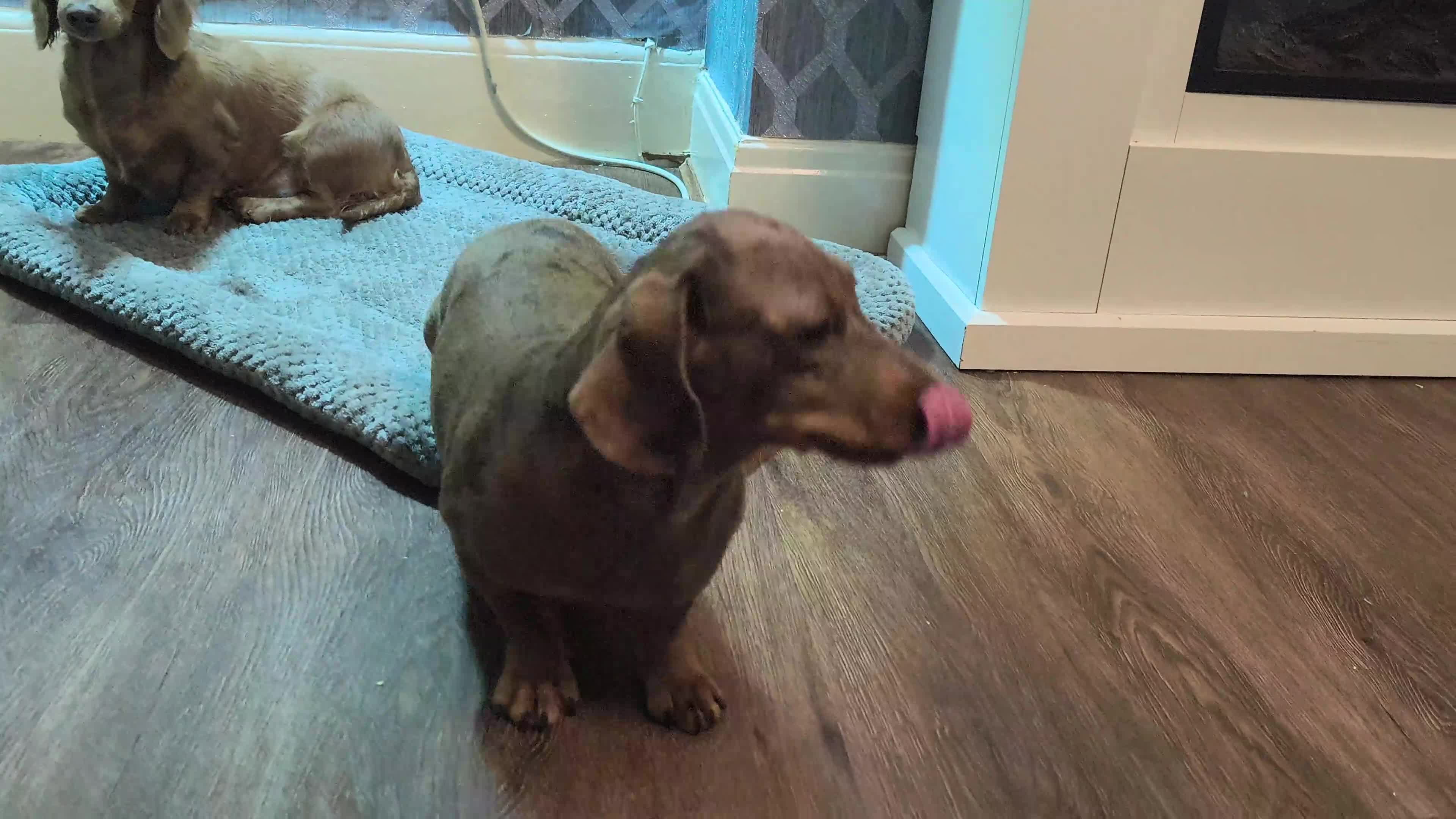 Miniature Dachshund dogs for sale: Looking for a loving home - Video 2
