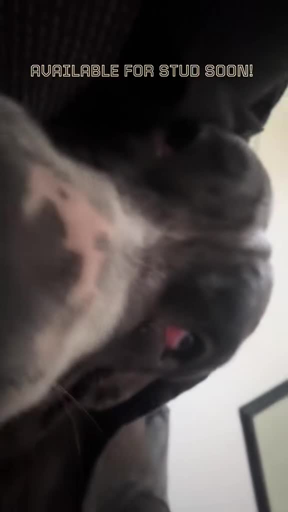 Cane Corso dogs for stud: 🔥 CORSO FOR STUD - Video 1