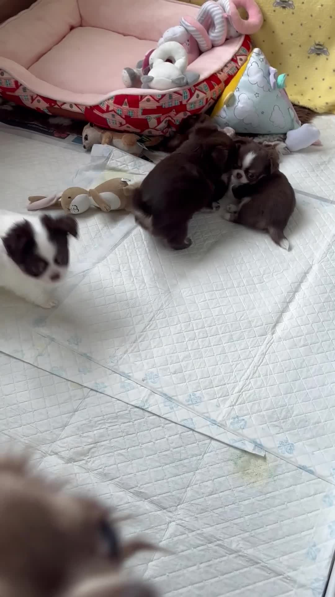 Chihuahua dogs for sale: chocolate tri long coat chihuahua puppies  - Video 1