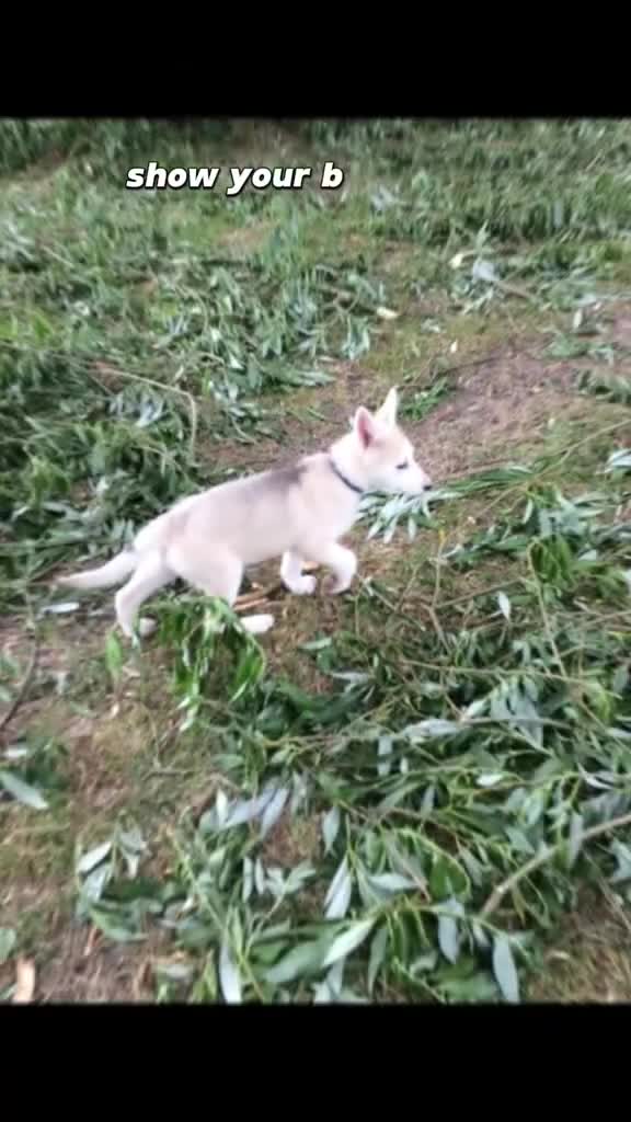 German Shepherd dogs for stud: STUD - German Shepheard X husky  - Video 1