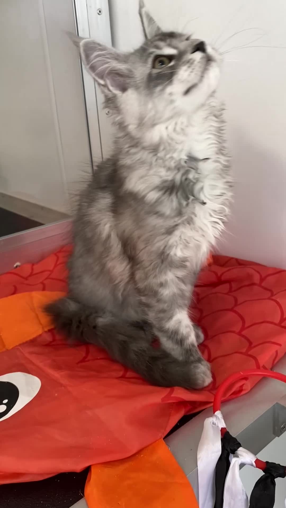 Maine Coon cats for sale: GCCF registered Maine Coons - Video 4