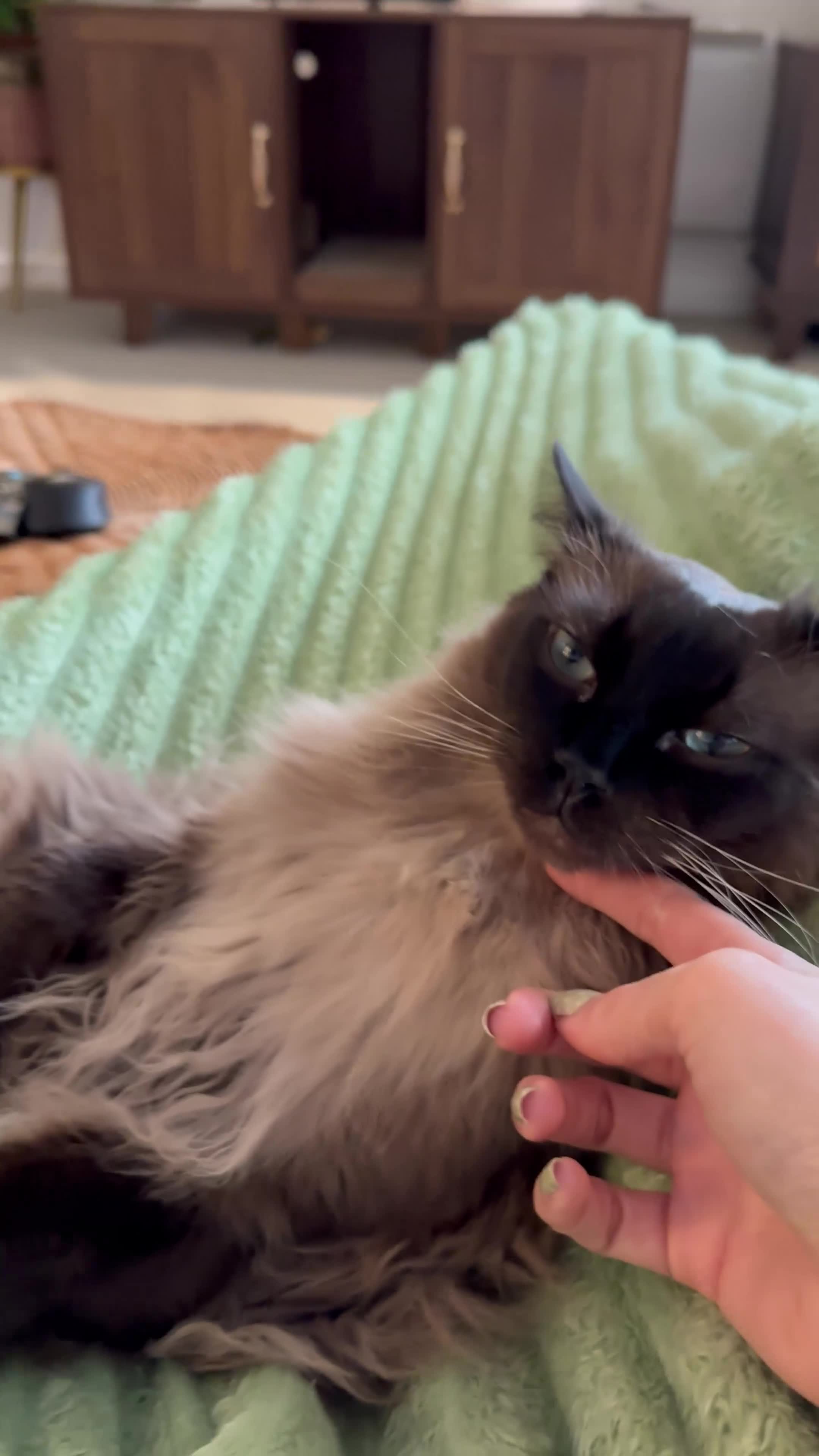 Ragdoll cats for sale: Mink Ragdoll - Video 1