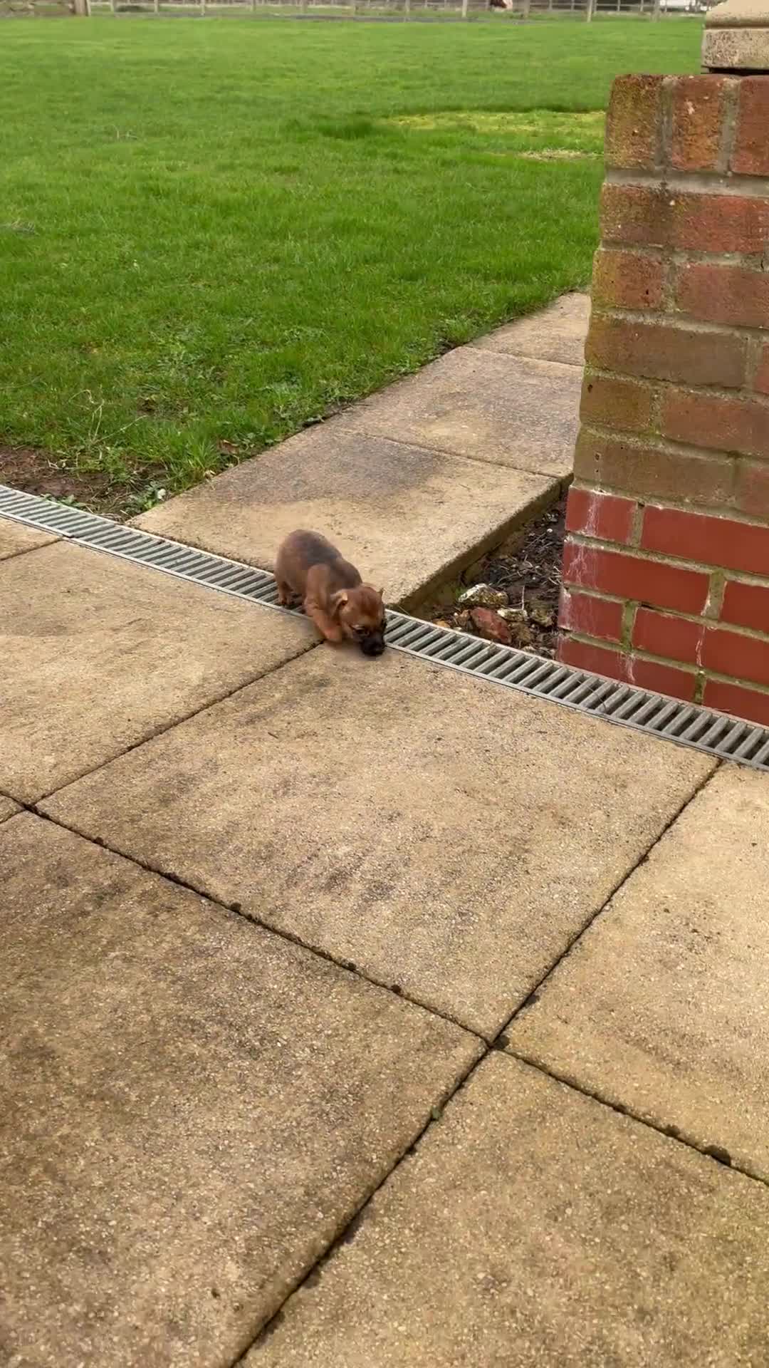 Jack Russell dogs for sale: Beautiful Jack Russell pups - Video 2