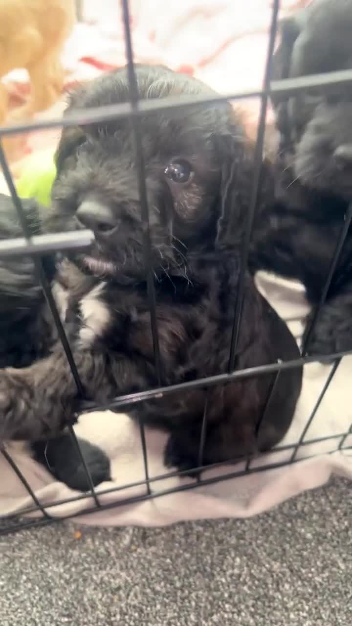 Cockapoo dogs for sale: Cockapoo puppies looking for forever homes  in Sunderland - Video 1
