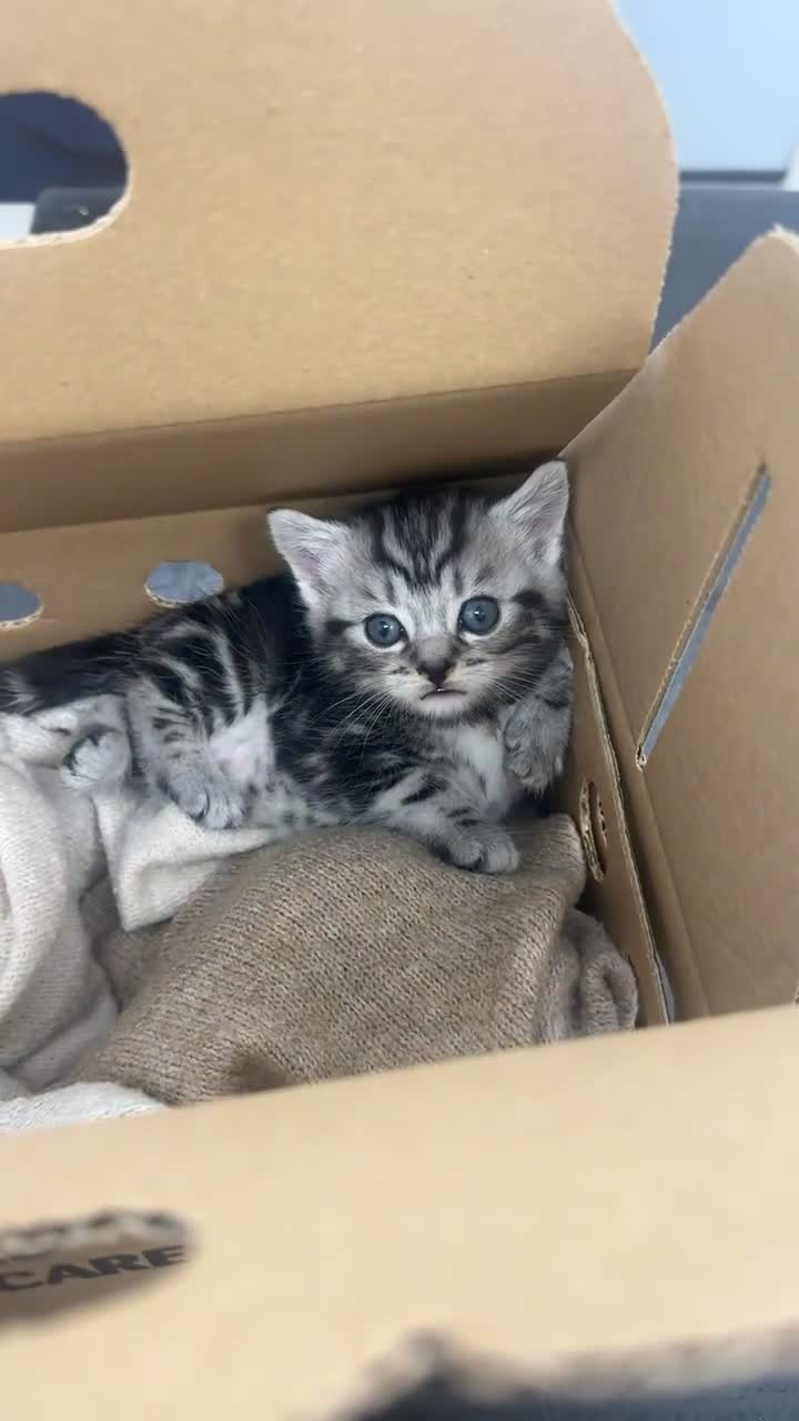 Maine Coon cats for sale: Maincoon mix kitten - Video 1