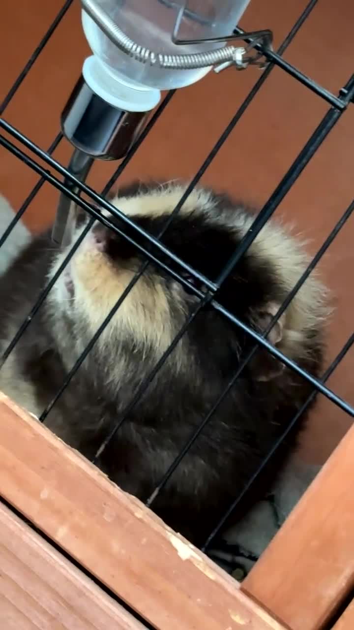 Guinea Pig rodents for sale: caramel the guinea pig  - Video 1