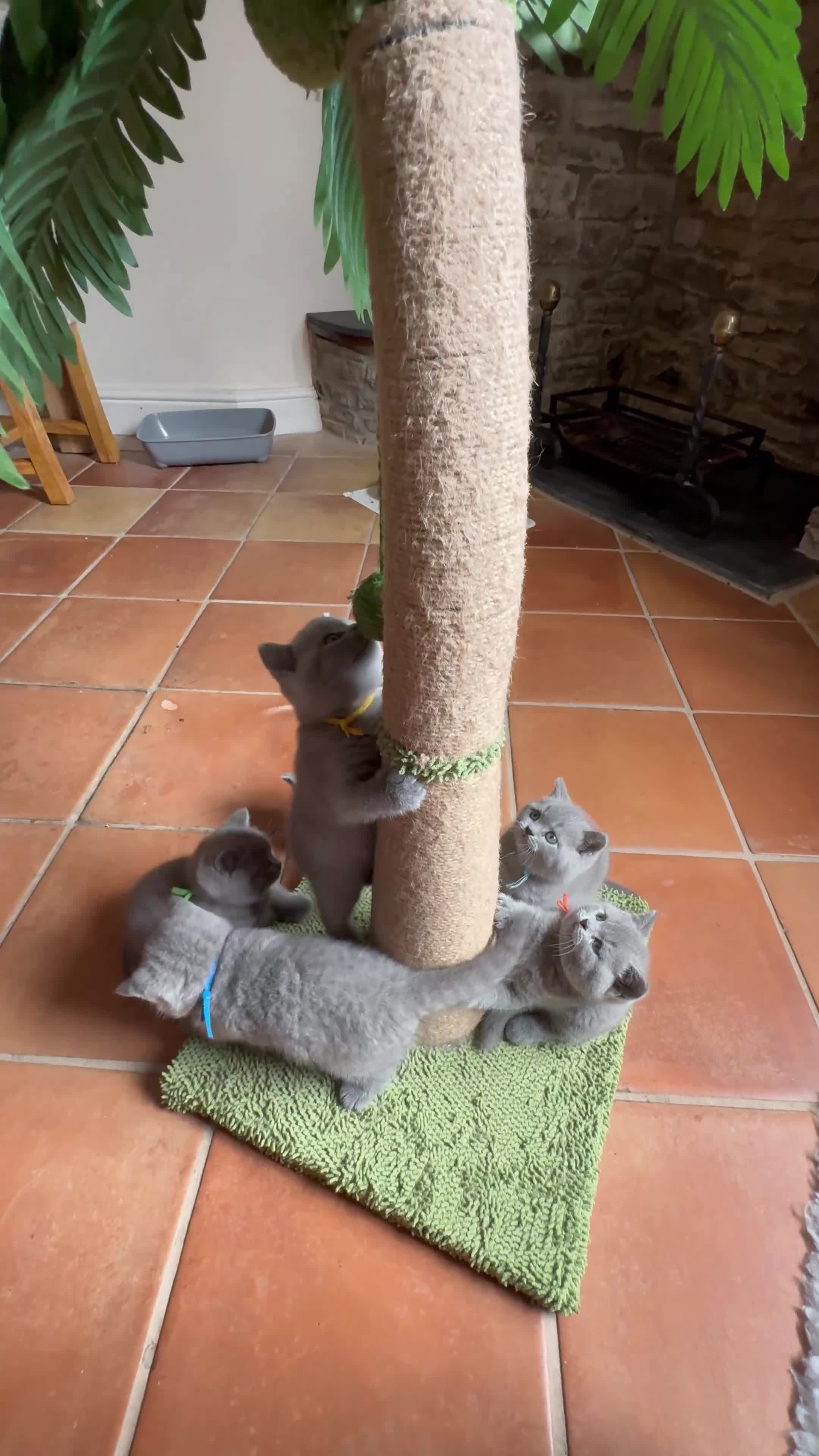 British Shorthair cats for sale: Imperial Grand Champion Sired British Shorthair  - Video 1