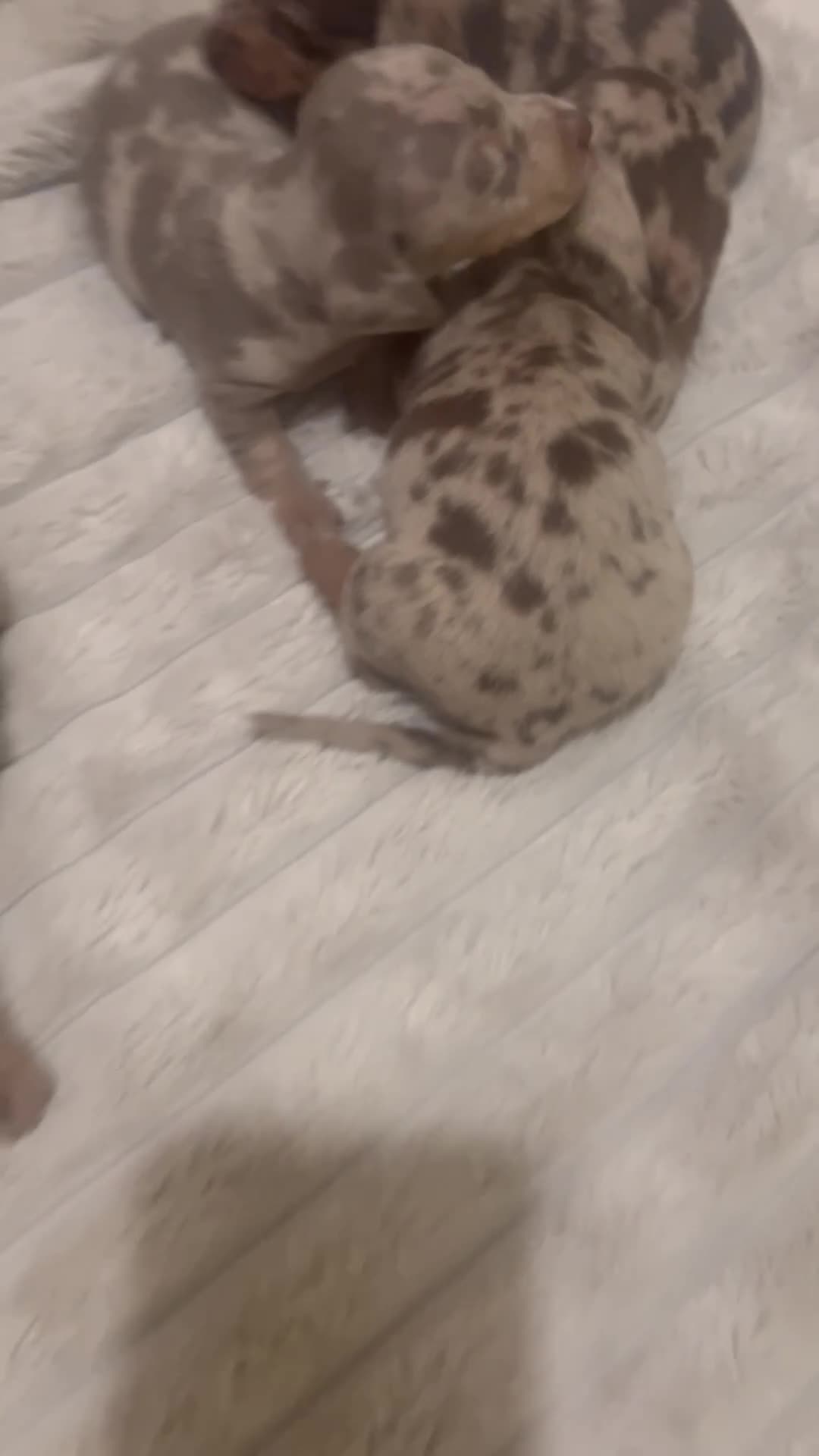 Miniature Dachshund dogs for sale: Beautiful litter of miniature dachshund  - Video 1