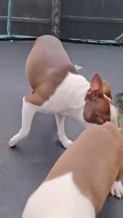 Boston Terrier dogs for sale: Boston little Girl - Video 1