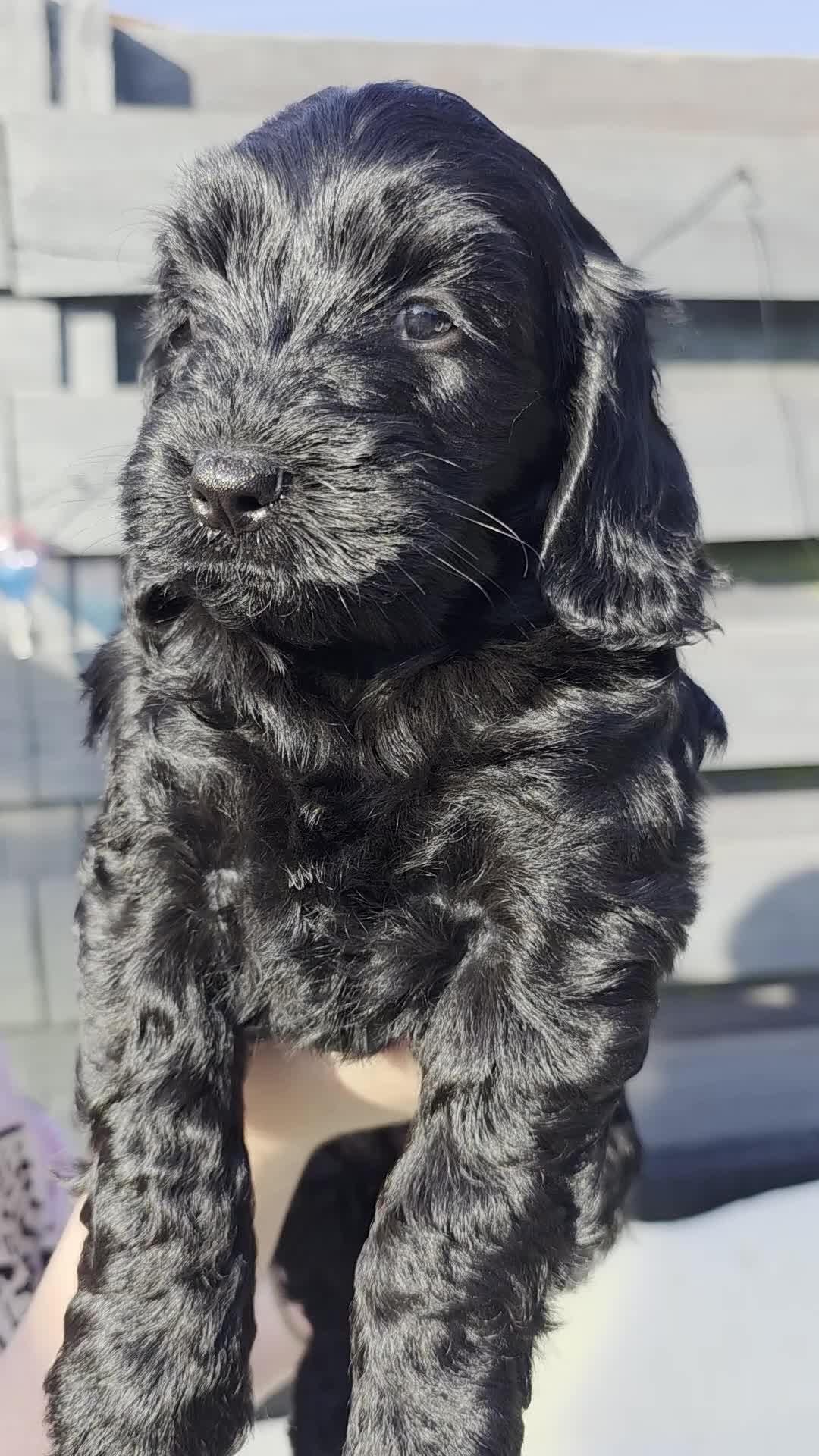 Cockapoo dogs for sale: Beaitiful F2 Cockappos  in Stevenston - Video 1