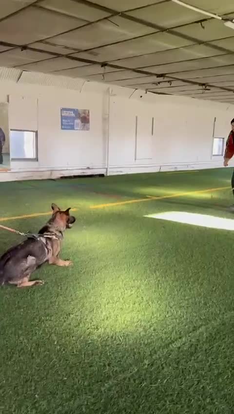 German Shepherd dogs for sale: Czech Working Line Gsd Female, KC Reg, BH-VT title - Video 1