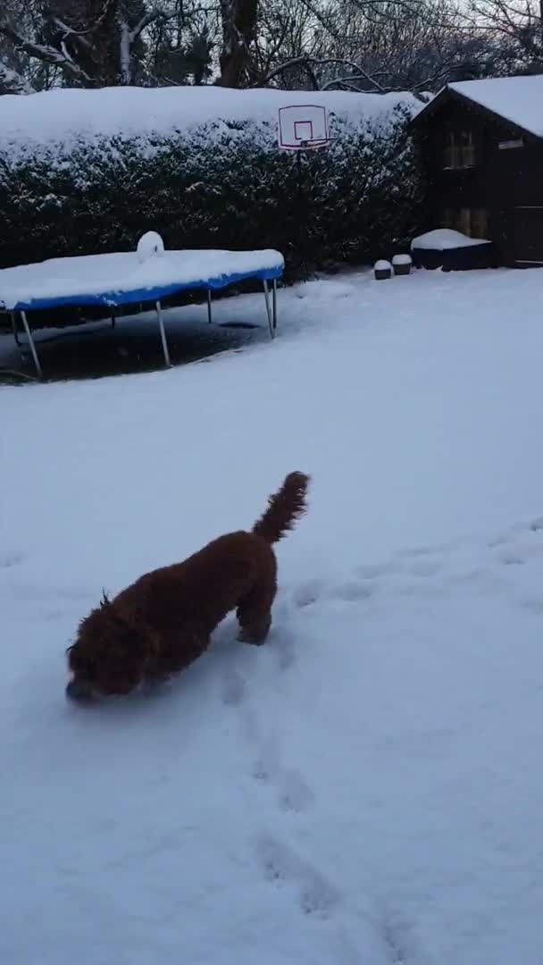 Cockapoo dogs for stud: Stunning Cockapoo For Stud in King's Lynn - Video 1