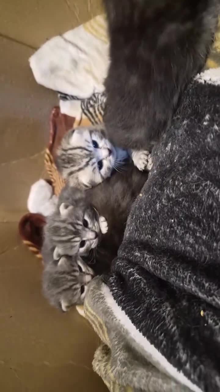 Mixed Breed cats for sale: Kittens Looking for Loving Homes 🐾 - Video 2