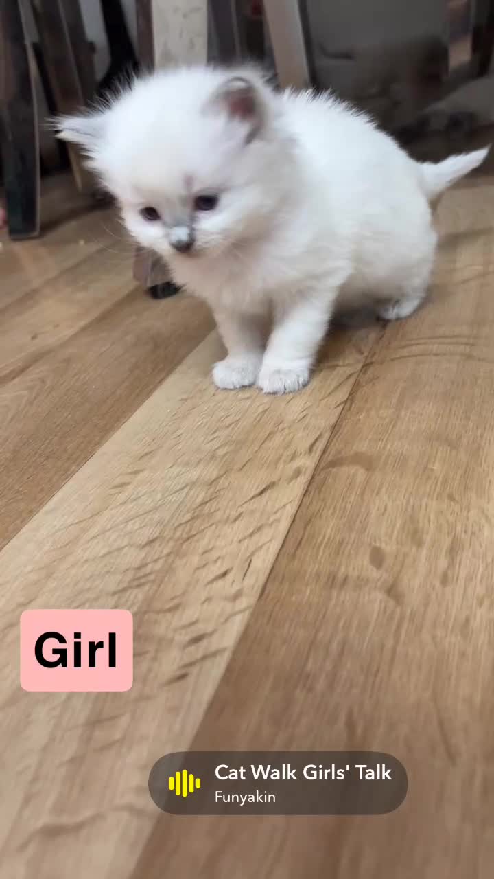 Ragdoll cats for sale: Beautiful Purebred Pedigree Blue Ragdoll Kittens - Video 2