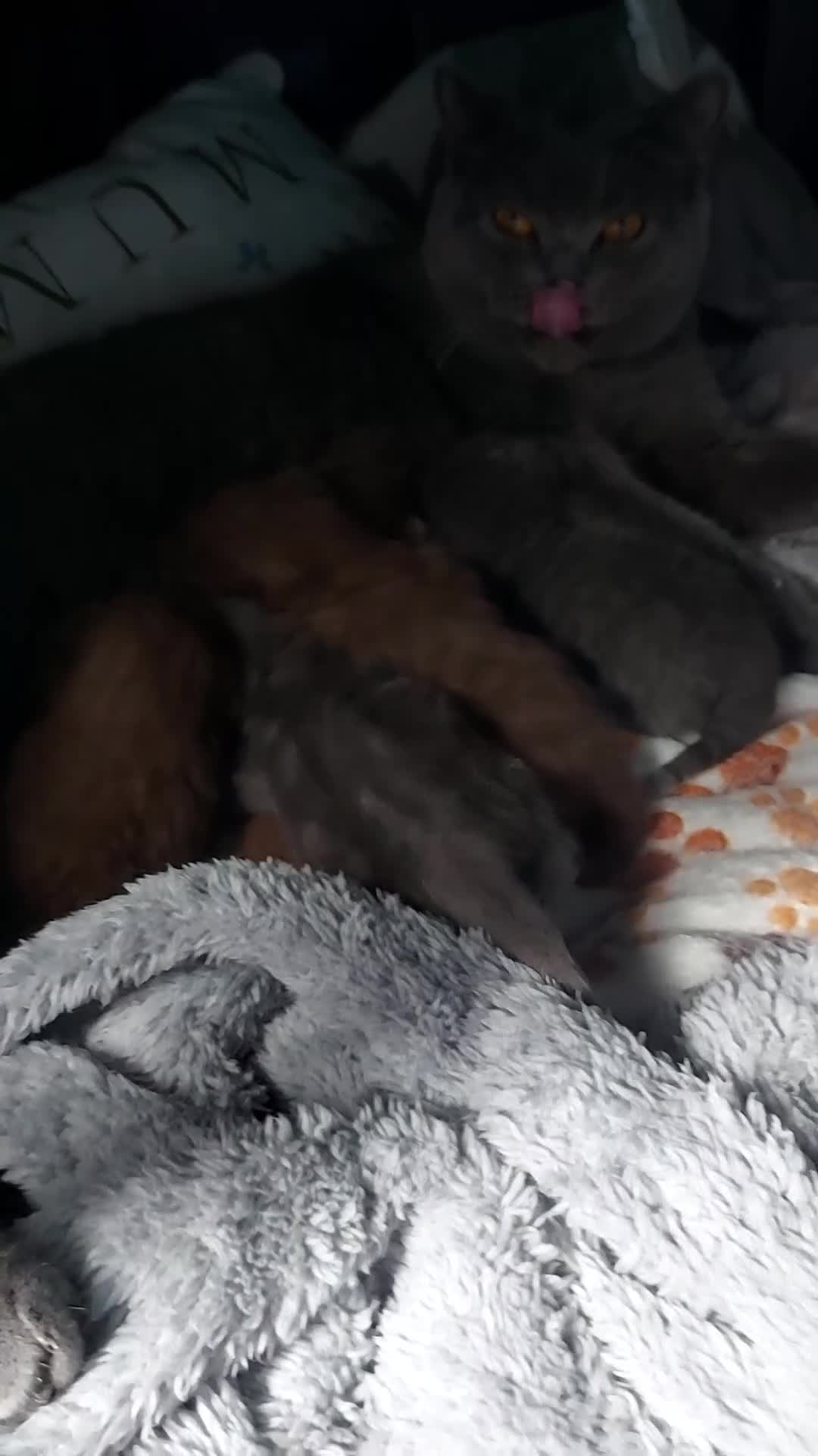 British Shorthair cats for sale: Kittens  - Video 1