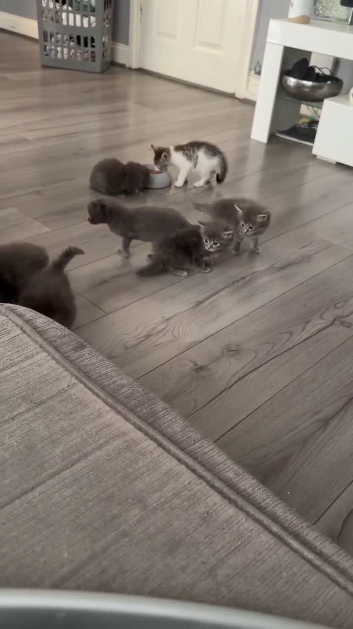 Ragdoll cats for sale: Ragdoll cross Norwegian forest  in Manchester - Video 1