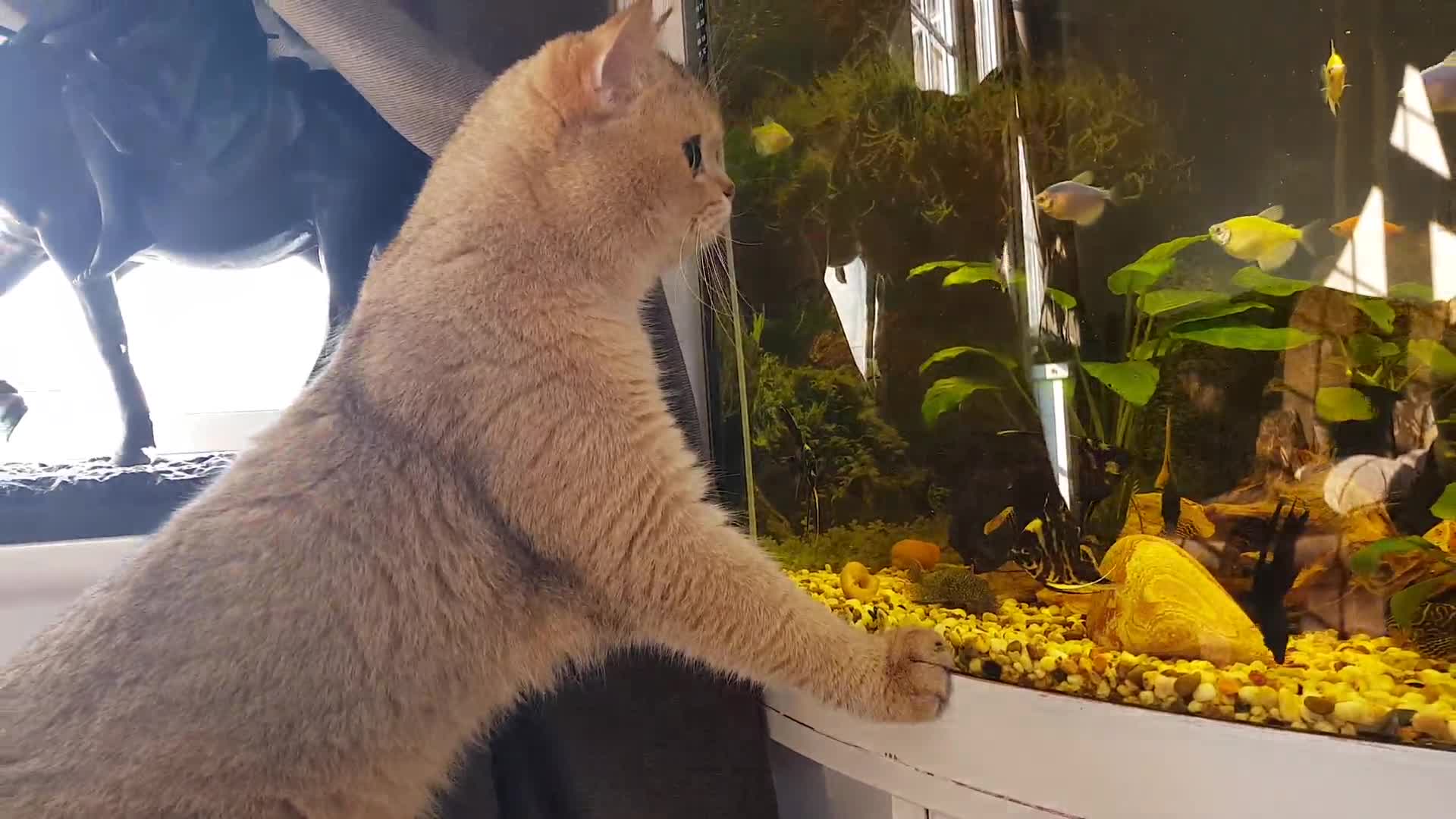 Scottish Fold cats for stud: GOLD CHINCHILLA SCOTTISH STRAIGHT PEDIGREE. STUD in London - Video 2