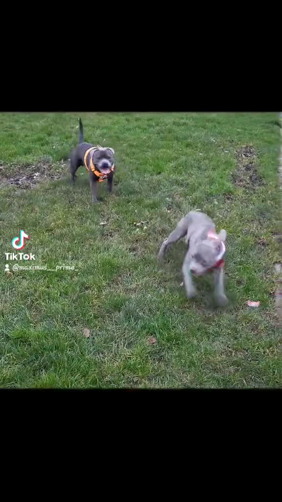 Staffordshire Bull Terrier dogs for stud: Maximus Prime ready for Stud in Birmingham - Video 4